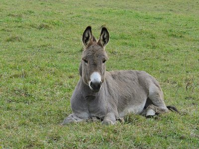 Paseo en burro en Santa Susana 1 hora