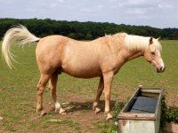  Cavallo che sta per bere acqua 