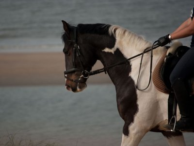Paseo a caballo por costa de Miengo, 1 hora