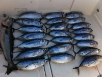 Fishing in Suances