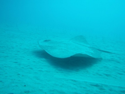 PADI Advanced Open Water Diver Fuerteventura