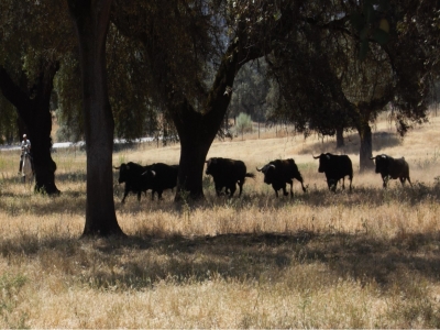 Visita à fazenda de touros valentes Sierra Morena 2:30h