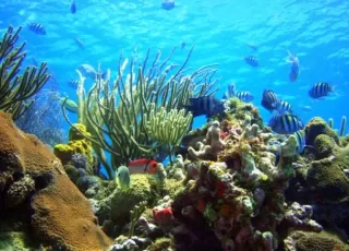 Buceo en el Pacífico
