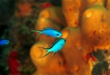 Reprodução de peixes