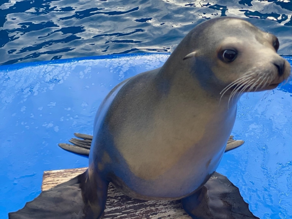 Visit zoos as a family in Spain