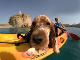 5 actividades de aventura para hacer con tu mascota 