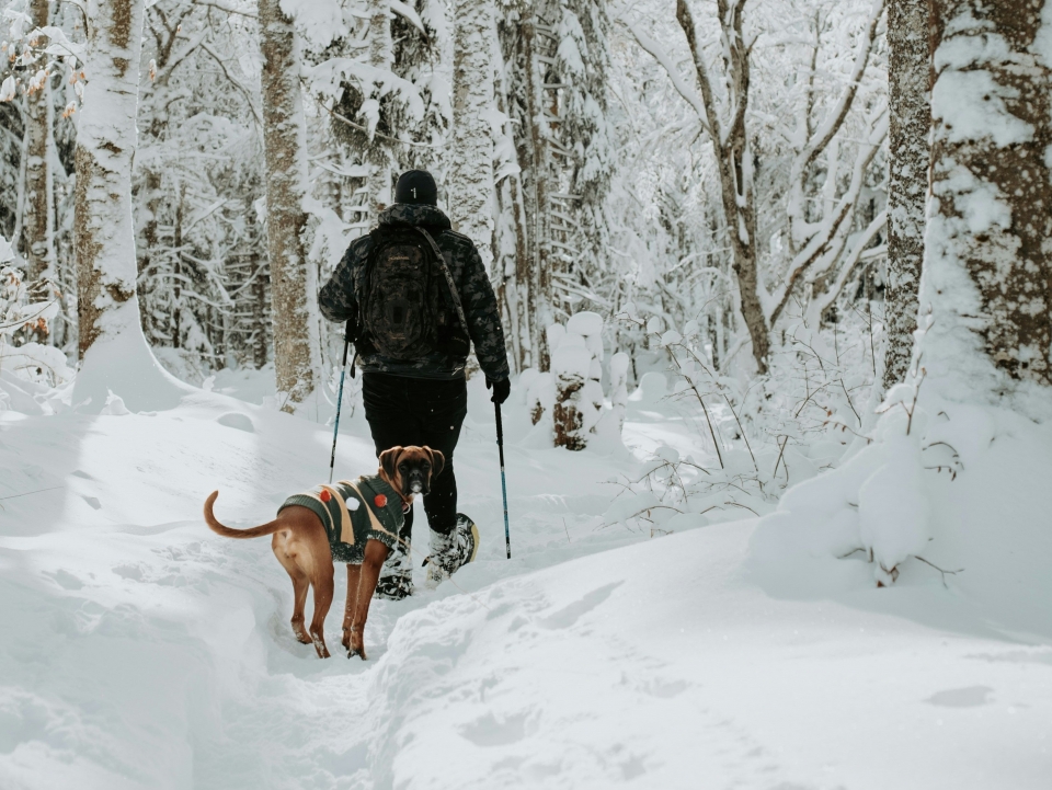 Ofertas de raquetas de nieve