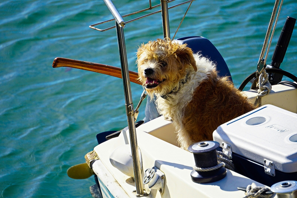 Experiencias de paseos en barco
