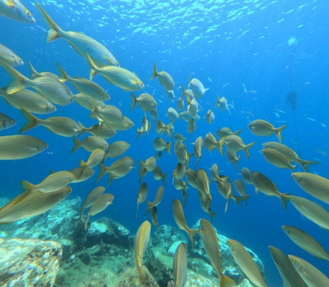 Bancos de peces