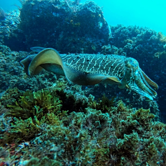 Sepia nadando