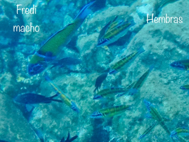 Opinión de Helio sobre PrograDiscover Scuba 3 horas Marina del Este