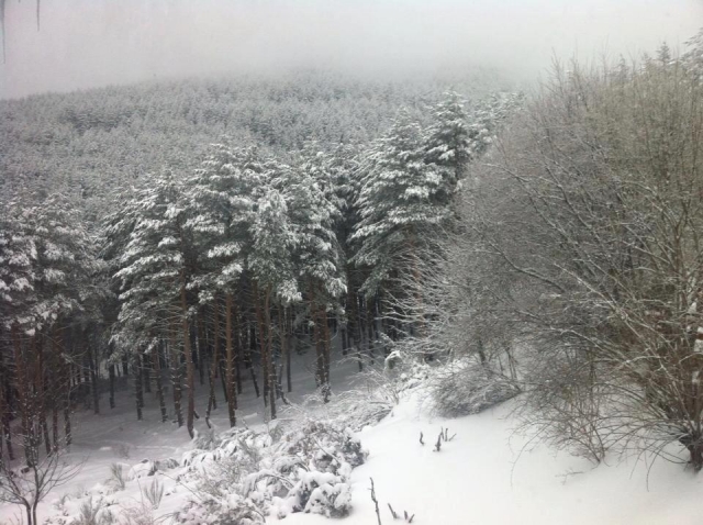 Bellas estampas invernales