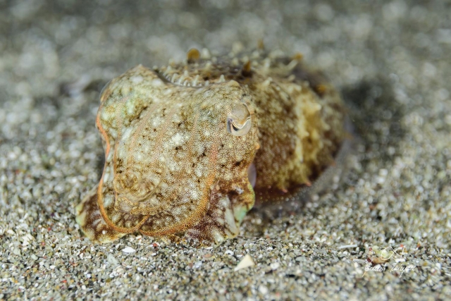 Buceo en Almería