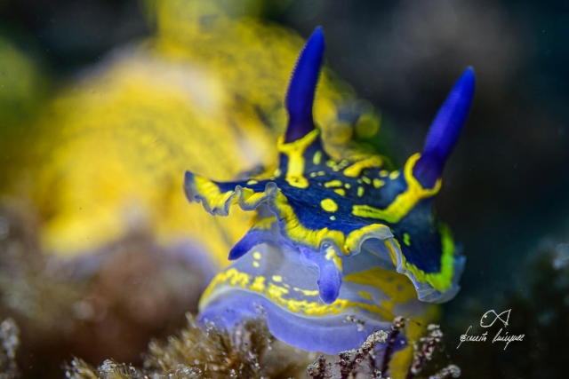 Explora la fauna marina