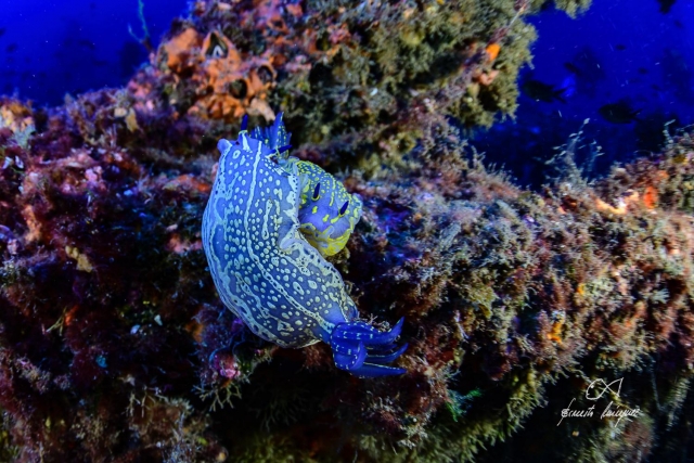 Descubre el fondo marino