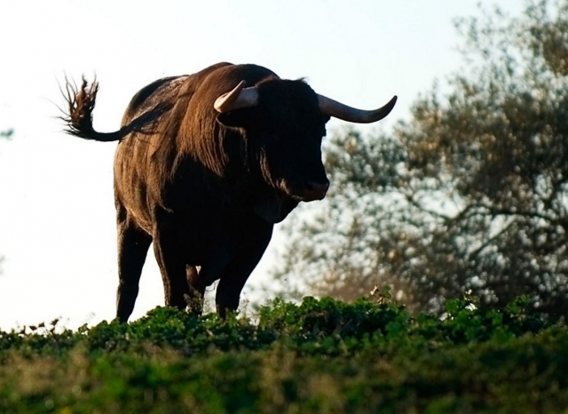  Taureau de combat 