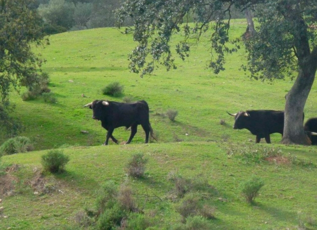  Combats de taureaux dans le pré 