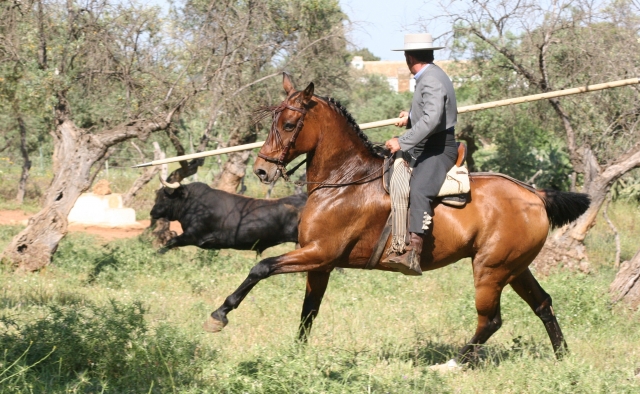  Nous avons des taureaux et des chevaux de trait 