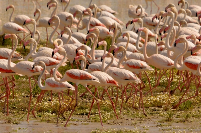 e-818-flamencos14782634273036.jpg