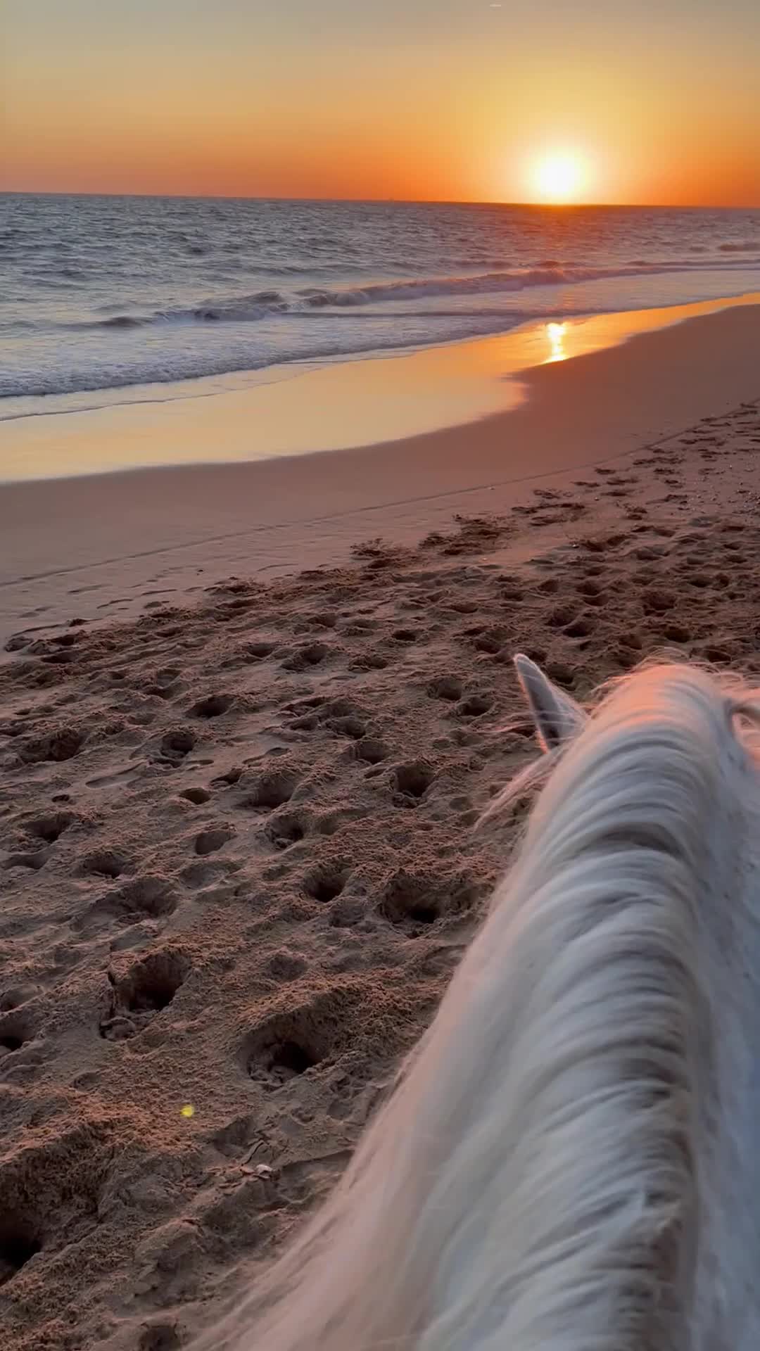 Avis de Nora concernant Parcours équestre au coucher du soleil sur la plage de Doñana, 1h45min