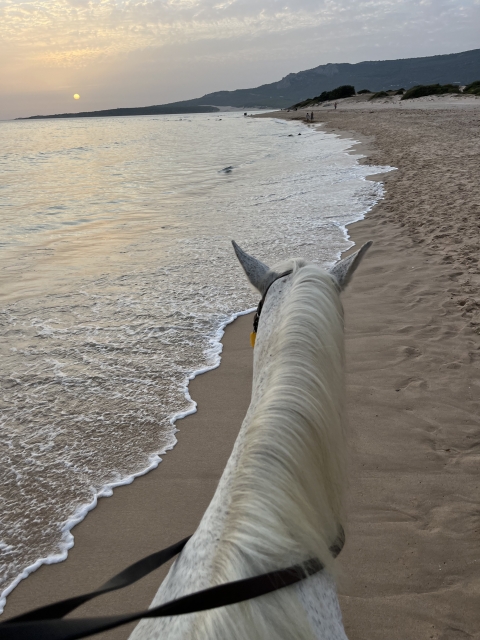 Opinión de Elena sobre Excursión a caballo puesta de sol Playa Bolonia 1h