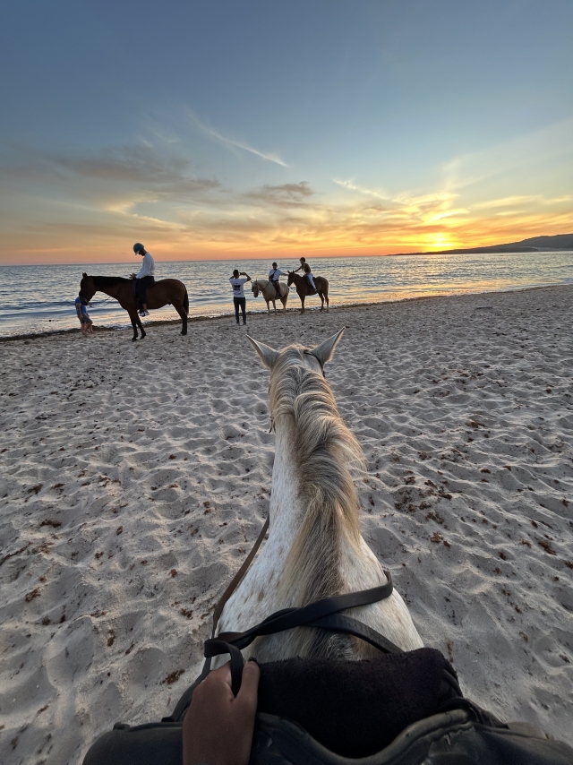 Opinione di Laura su Escursione a cavallo al tramonto sulla spiaggia di Bolonia 1h