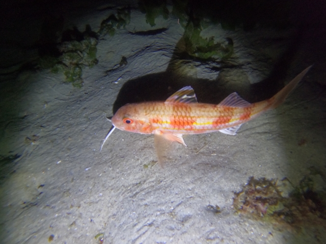  Colorful fish at the bottom of the sea 