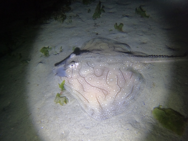  Discovering the depths of the Atlantic 