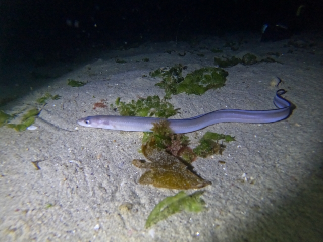  Amazing species in marine cavities 