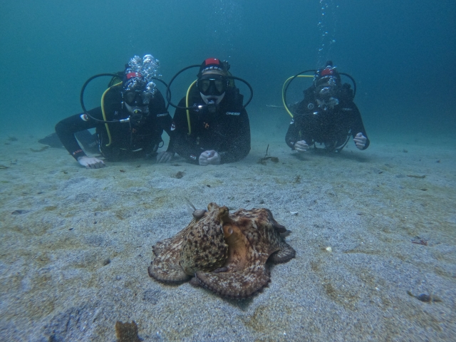  Ante a cephalopod 