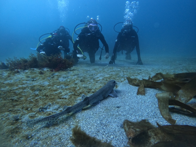  Friends exploring the sea 