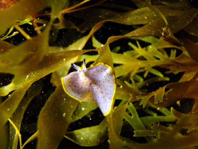  Unterwasserfauna 