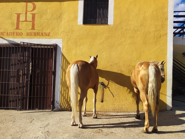 Los caballos de nuestra hípica