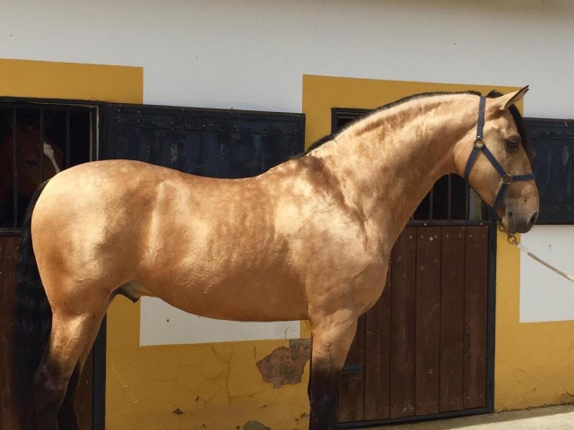 Uno de nuestros equinos