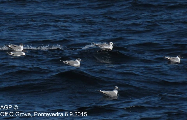 aves marinas