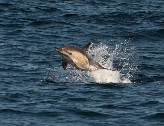 delfin