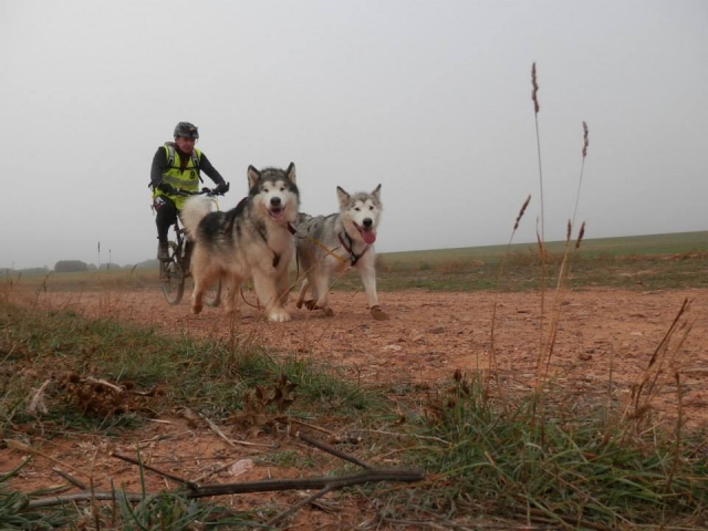 Bicycle pulled by dogs 
