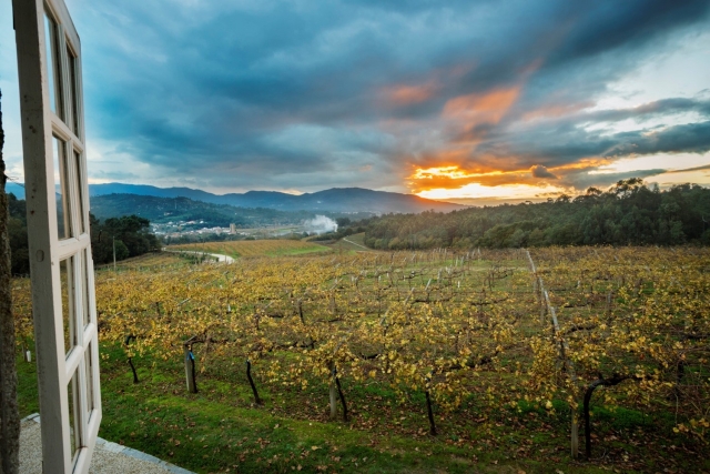 Vinedo cerca de la bodega