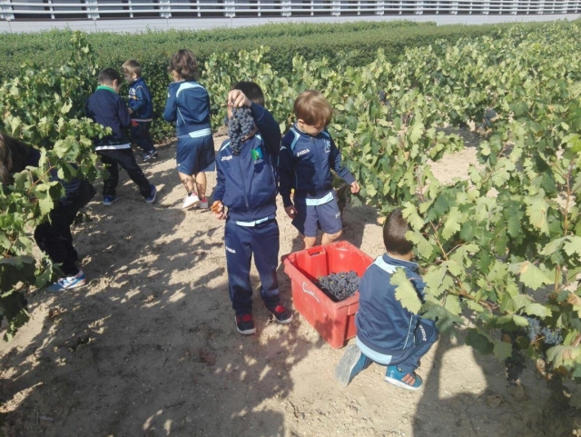 Peques aprendiendo sobre la vendimia
