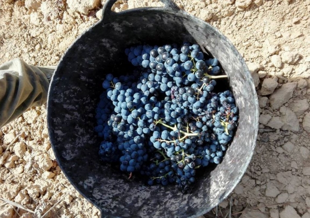 Recogida de la uva