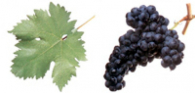 tempranillo
