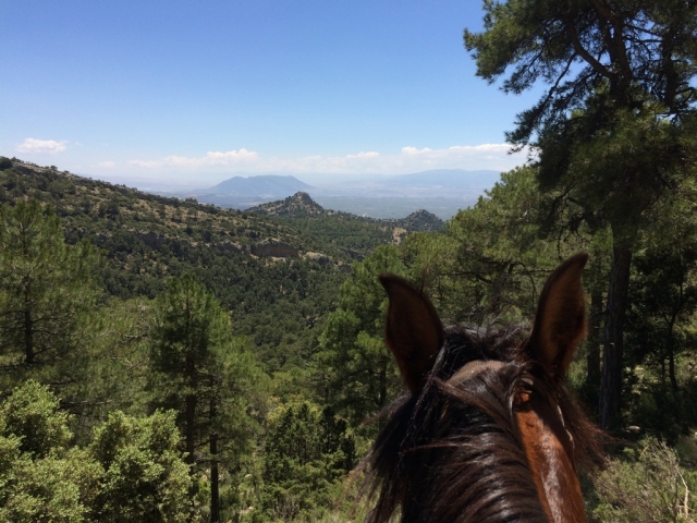 Caballo con la sierra al fondo