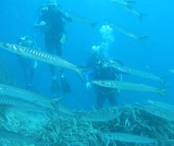 Barracudas