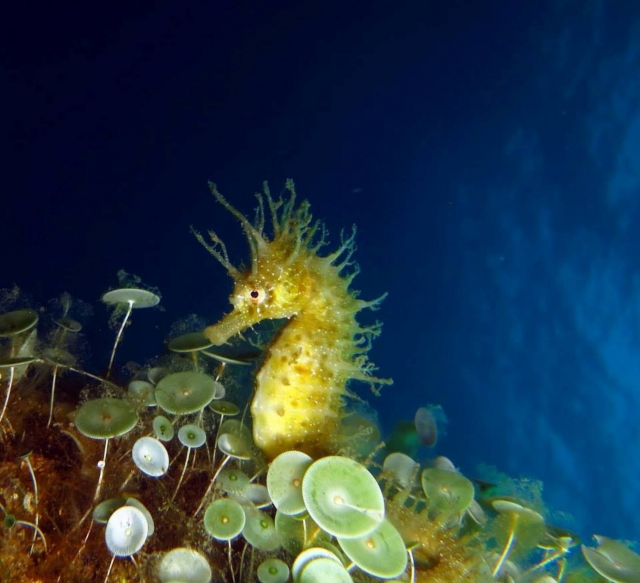 Descubriendo la fauna marina 