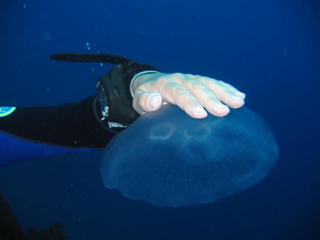  Água-viva menorquina 