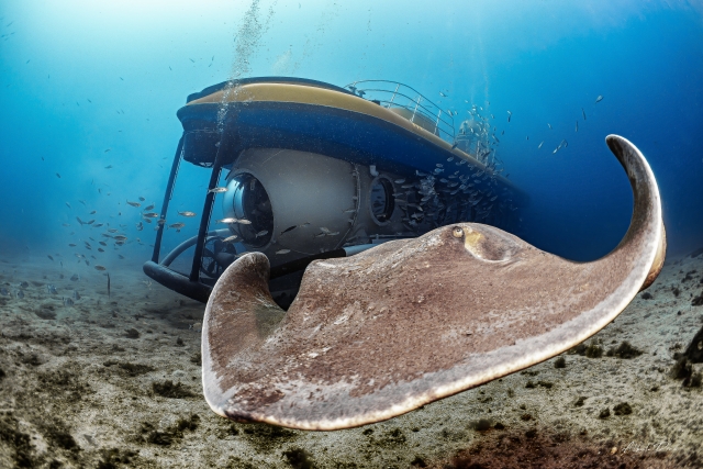 Submarine Safaris