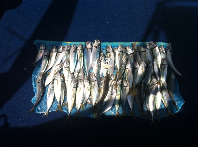 El botin de pesca obtenido