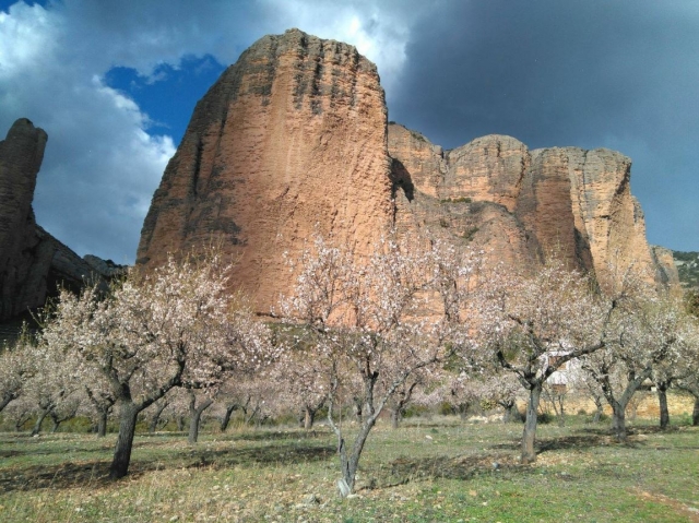  Blumen unter den Mallos von Riglos 