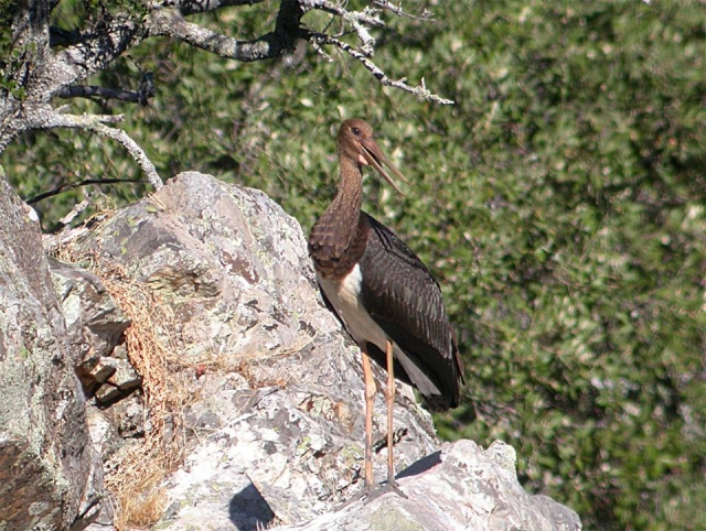 ciguena negra