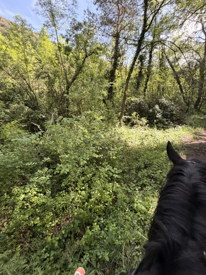res_o-66723-rutas-a-caballo_de_xenia-sanz-pirla_17772267418244.jpeg